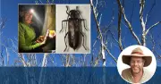 Rare Wood Borer Eggs Discovered in Brindabella Ranges by Tim the Yowie Man