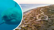 Shark Bites Woman at Exmouth Campsite, Second Attack in Days