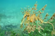 South Australia's Marine Emblem, the Leafy Seadragon, Vanishes from Key Diving Site