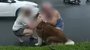 Stolen Dog Reunited with Owners as Police Crack Down on Cairns Property Thefts