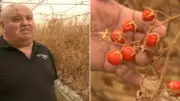 Tomato Grower's Virus Claim Sparks Industry Alarm in South Australia