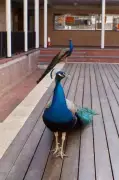 UWA's Beloved Eldest Peacock Alistair Dies, Leaving Campus in Mourning