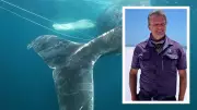 WA Whale Rescue: The Whale Whisperers Saving Giant Endangered Titans