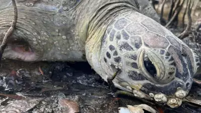 Amputee Turtle Tobi Found in Extreme Pain on Belgian Gardens Beach