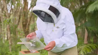 Australian Scientists Uncover Healing Powers in Stingless Bee Glue