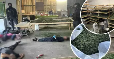 Calderwood Cannabis Crop Duo Sentenced: Refugee's Regret and Baker's Debt