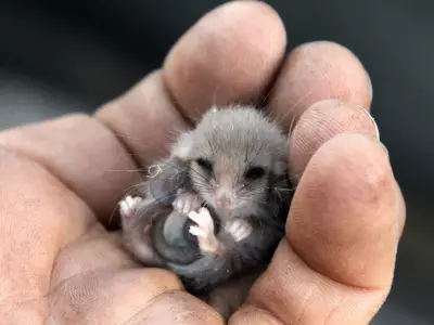 Campers Return to Fire-Ravaged Deep Creek as Researchers Unveil Wildlife Breakthrough