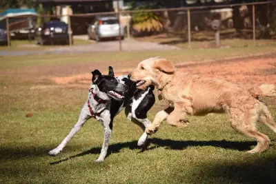 Canning Council Proposes Dog Ban at Centenary Park to Protect Wildlife