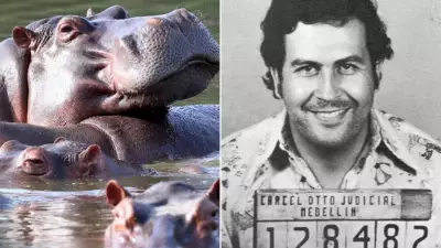 Colombia Authorizes Cull of Pablo Escobar's 'Cocaine Hippos' to Protect Ecosystems