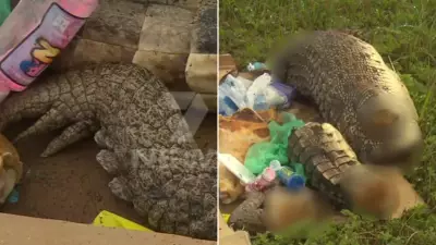 Dismembered Crocodile Found Dumped in Adelaide, Authorities Launch Investigation