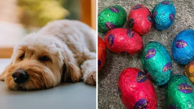 Easter Alert: Chocolate and Sultanas Pose Deadly Risks to Pets, Vet Warns