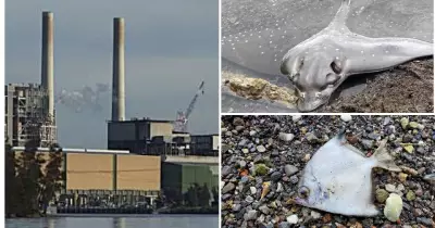 Environment Groups Seek Maximum Penalty for Vales Point Power Station Over Fish Kill