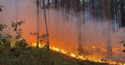 Firefighters Battle Overnight to Contain Tomago Bushfire Near Newcastle