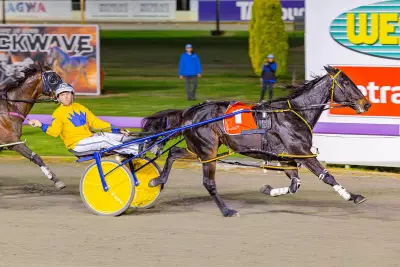 Fremantle Cup Star Pacer Magnificent Storm Stood Down on Welfare Grounds