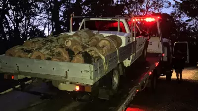 Geelong Man Fined for Illegal Tree Felling in Otway Forest