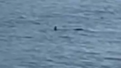 Great Ocean Road Beach Closed After Shark Sighting