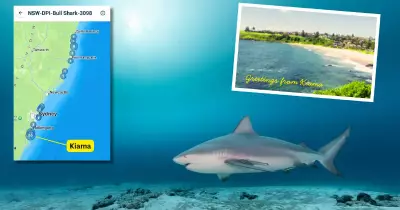 Kiama Bull Shark Tracked 34 Times in Local Waters, Data Reveals