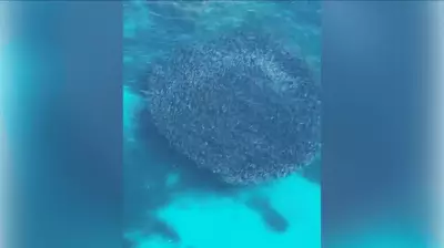 Massive Salmon Migration Draws Sharks and Fishers to WA's South Coast