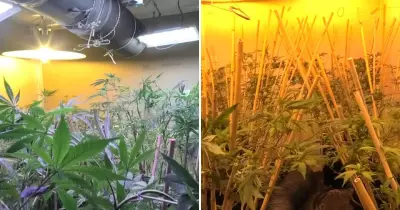 Newcastle Police Uncover 331 Cannabis Plants in Major Drug Raid