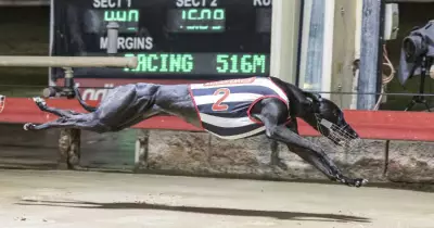 Nowra Puppy Classic 2026: Heats Produce Fast Final Field