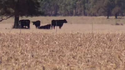 Over Half of NSW on Drought Alert as Severe El Nino Threat Looms