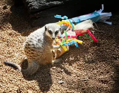 Perth Zoo Animals Feast on Easter Enrichment Treats, No Chocolate in Sight