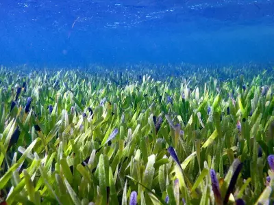 Seagrass Recovery in Peel-Harvey Estuary Signals Ecological Hope Amid Concerns