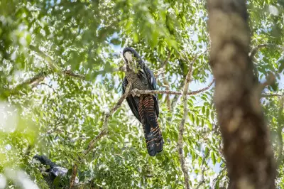 Shire of Murray Opens Applications for Healthy Habitats Environmental Program
