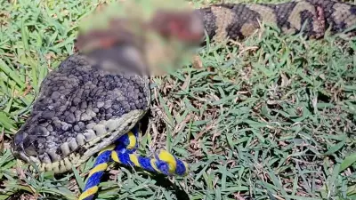 Snake Catcher Condemns 'Worst Animal Cruelty' After Python Dragged to Death