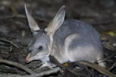 Surprise Increase in South Australia's Real-Life Bilby Numbers Before Easter
