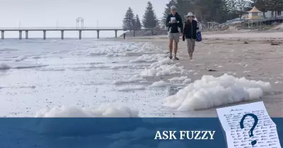 Understanding Algal Blooms: Causes, Impacts, and Environmental Concerns