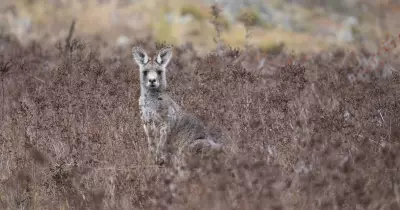 Yerrabi Yurwang Indigenous Health Hub Faces Funding Crisis, Halting Vital Care Services