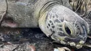 Amputee Turtle Tobi Found in Extreme Pain on Belgian Gardens Beach