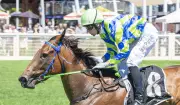 Aurum Belle Poised to Prove Karrakatta Plate Favourite Status in Gimcrack Stakes