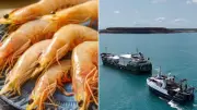 Australian Seafood Giant Raptis Collapses, Over 200 Jobs at Risk Before Easter