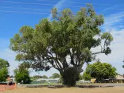 City of Mandurah Preserves Beloved Greenfields Big Tree with Specialist Support