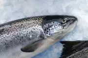 Consumer Campaign Targets Major Supermarkets Over Farmed Salmon Sales