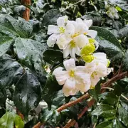 Embrace Autumn's Garden Magic: Tips for a Thriving Sanctuary