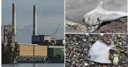 Environment Groups Seek Maximum Penalty for Vales Point Power Station Over Fish Kill