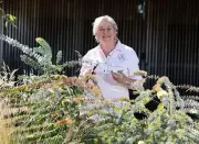 Expert Gardening Advice: Fixing Polygala, Hedges, and Magnolia Seeds