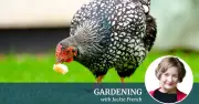 Expert Guide to Keeping Backyard Chickens Successfully and Sustainably