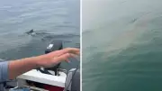 Fishermen Survive Terrifying Encounter with Massive Great White Shark Off South Australia Coast