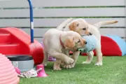 Guide Dogs WA Marks 75 Years with Adorable Puppy Celebrations