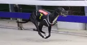 He's A Pearl Aims to Make Greyhound Racing History in Golden Easter Egg Final