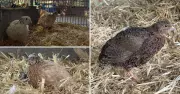 Hunter RSPCA Seeks Homes for Unusual Feathered Friends: Quails