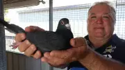 Inside Townsville's Pigeon Racing Scene: A Thriving Community Sport