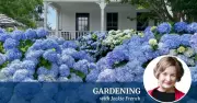 Jackie French Reveals Secrets for Creating Stunning Low-Work Gardens