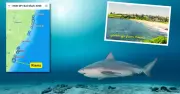 Kiama Bull Shark Tracked 34 Times in Local Waters, Data Reveals