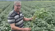 Mossman Farmers Await Future as Crop Search Persists Amid Uncertainty