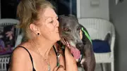 National Greyhound Month: Townsville Program Seeks Loving Adopters